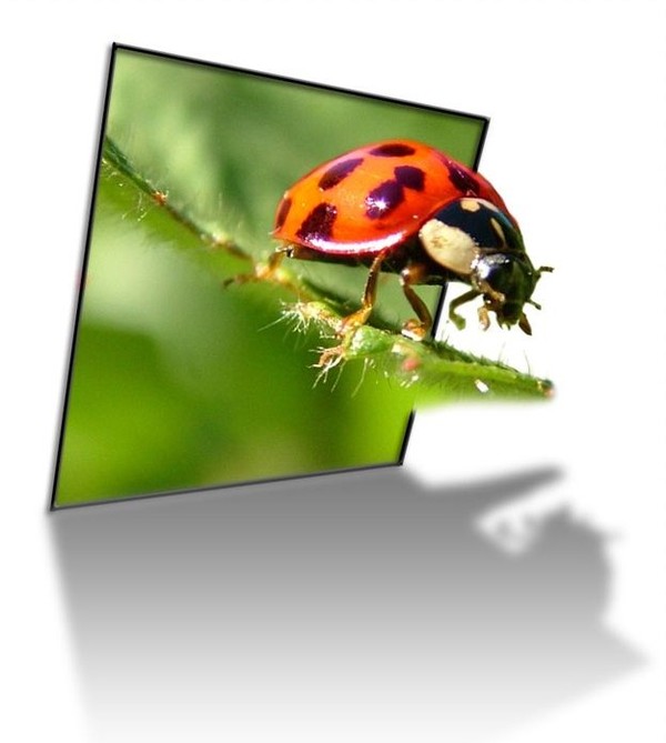 COCCINELLE