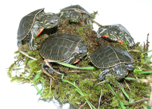 TORTUES