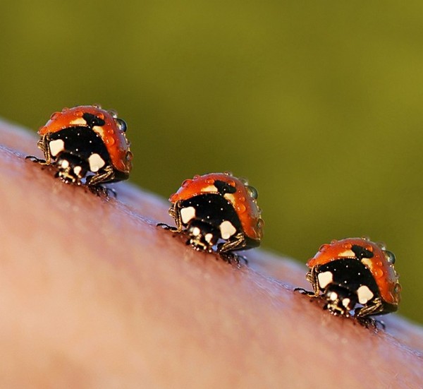 COCCINELLES