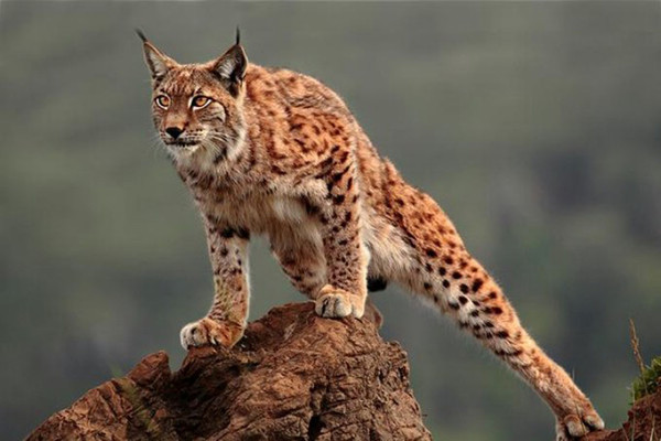 LYNX