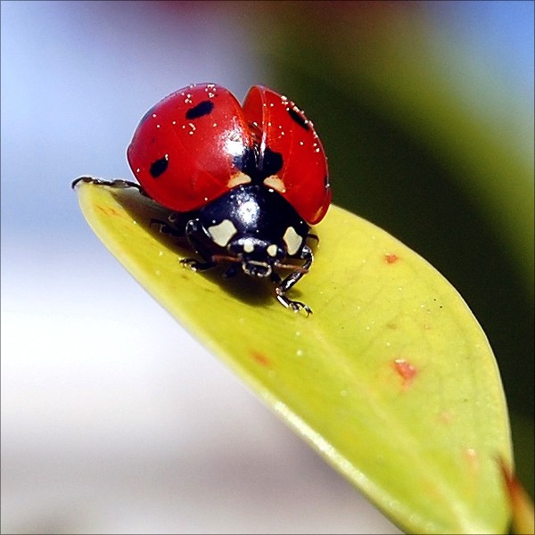 COCCINELLE