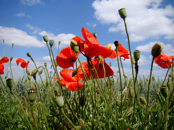 COQUELICOTS