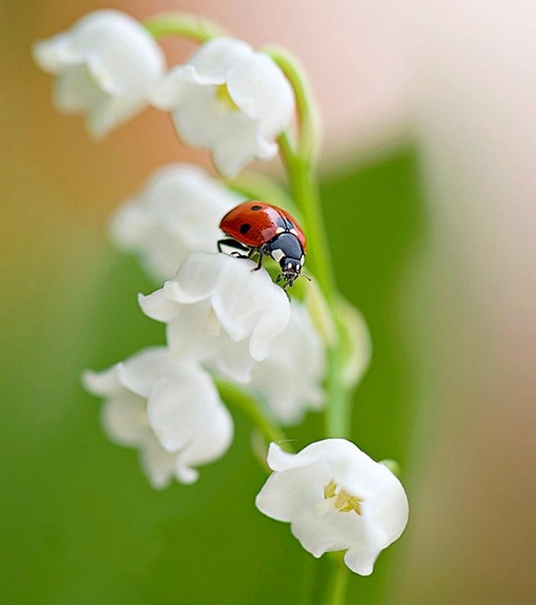 COCCINELLE