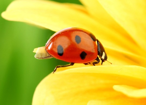 COCCINELLE