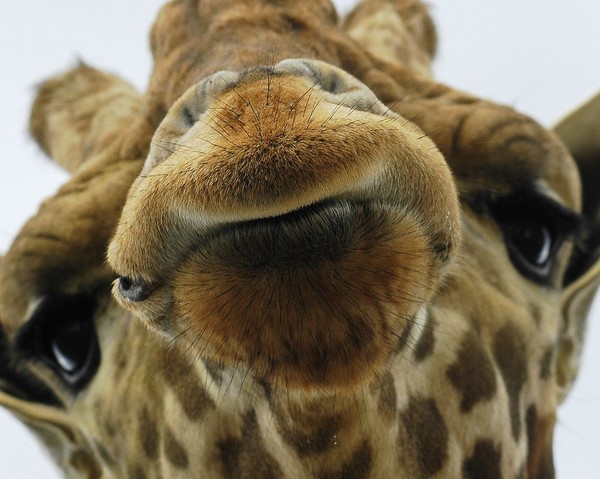 GIRAFE