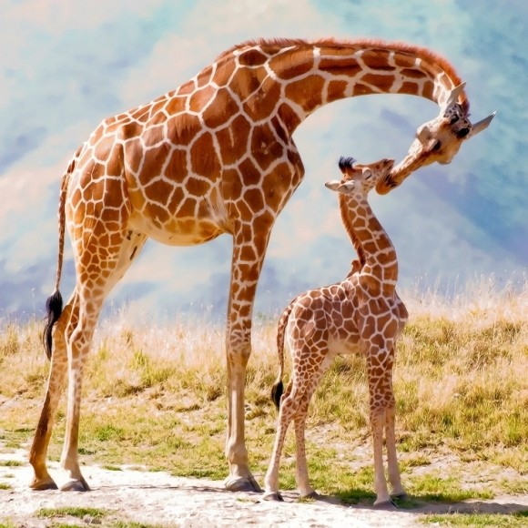 GIRAFES