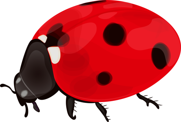 COCCINELLE 3