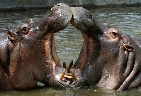 HIPPOPOTAMES