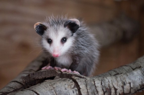 OPPOSSUM