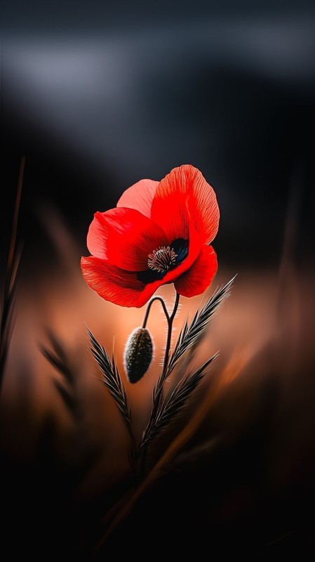COQUELICOTS 2