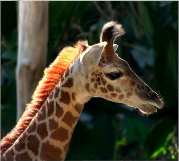 GIRAFE