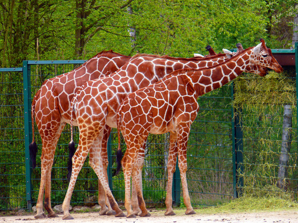 GIRAFES