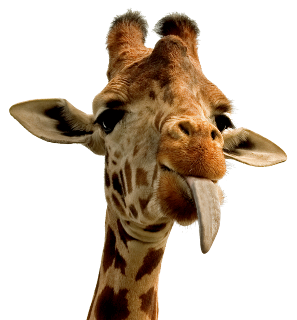 GIRAFE