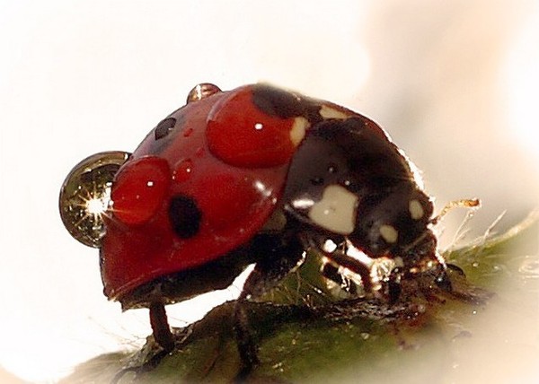 COCCINELLE 2