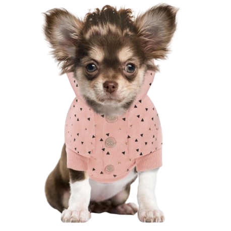 CHIEN 5