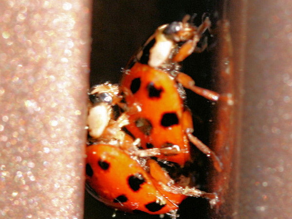 COCCINELLES