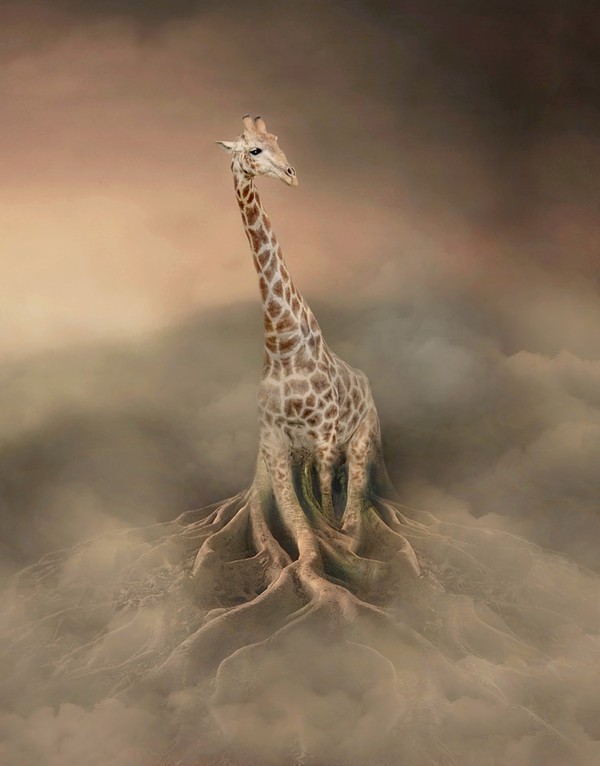 GIRAFE