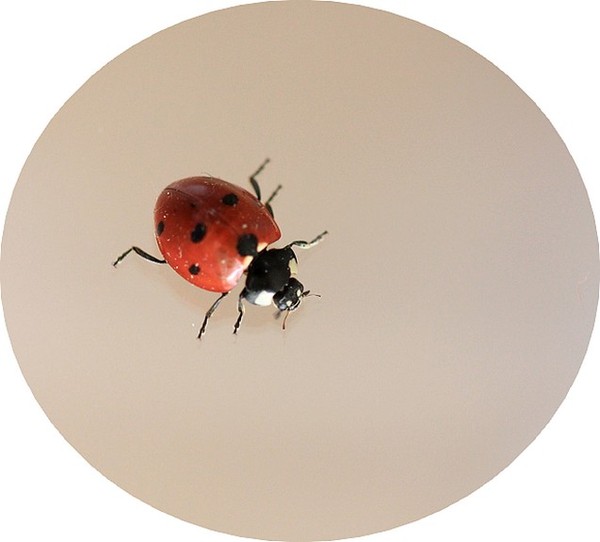 COCCINELLE