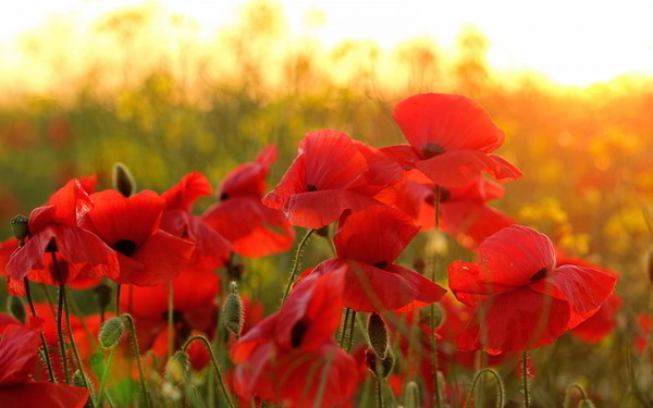 COQUELICOTS