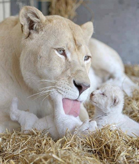 LIONNE ET LIONCEAUX