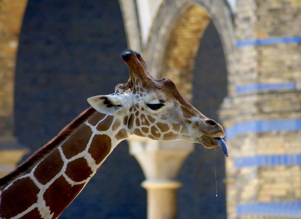 GIRAFE