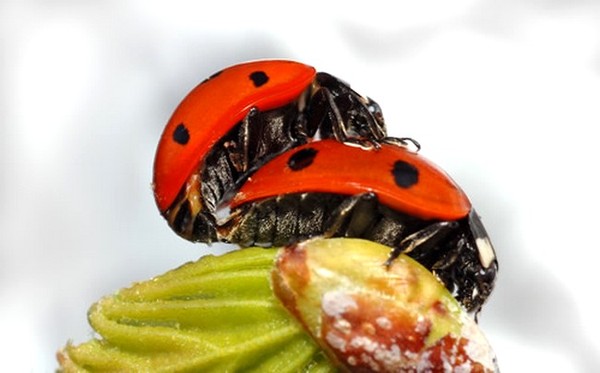 COCCINELLES