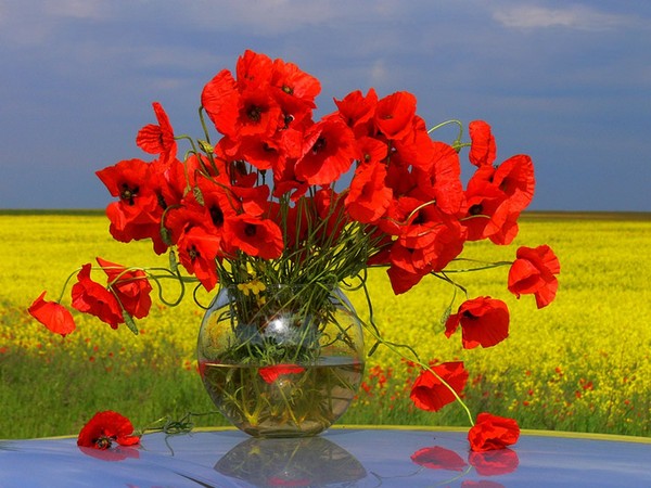 COQUELICOTS