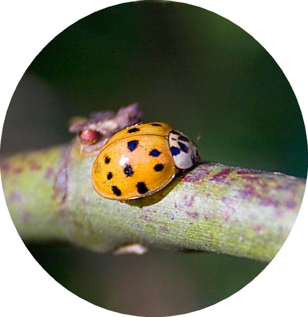 COCCINELLE