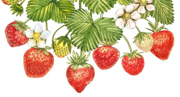 LES FRAISES 2