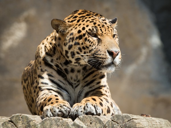 JAGUAR