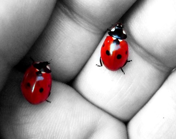 COCCINELLES