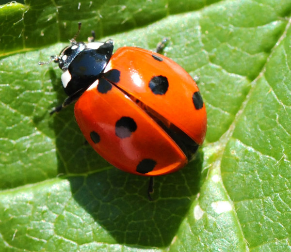 COCCINELLE 2