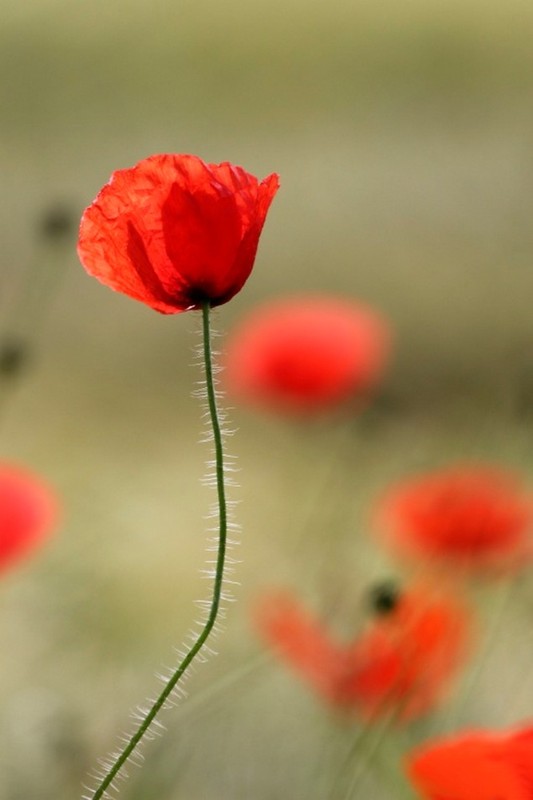 COQUELICOTS