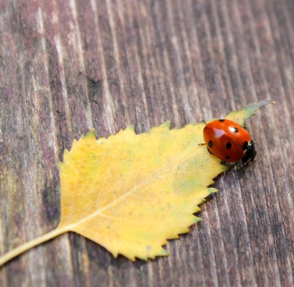 COCCINELLE