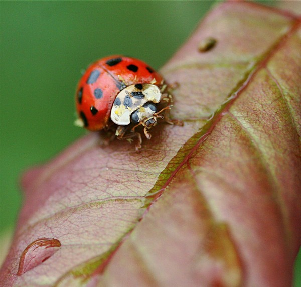 COCCINELLE