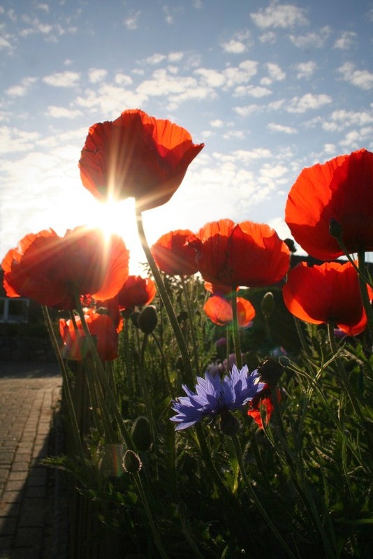 COQUELICOTS