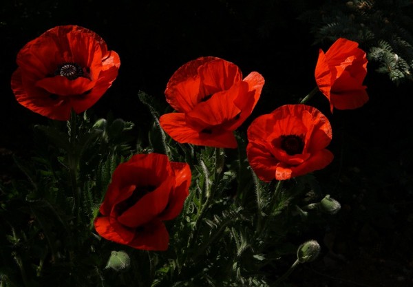 COQUELICOTS