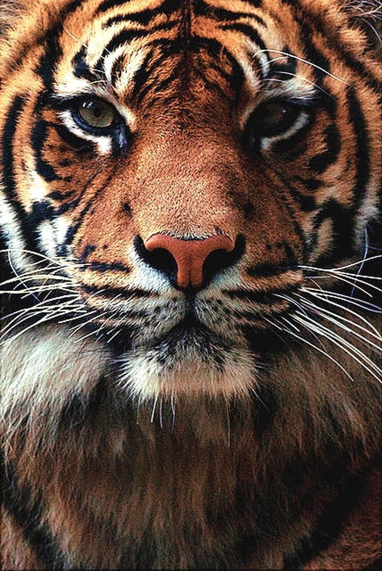 TIGRE