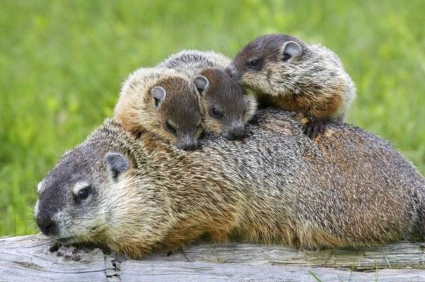 MARMOTTES