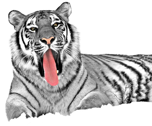 TIGRE