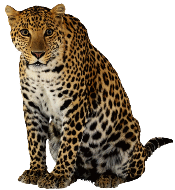 LEOPARD