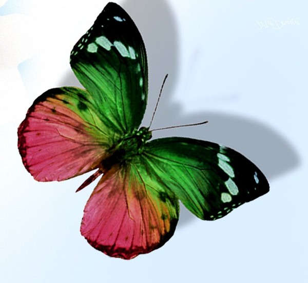 PAPILLON