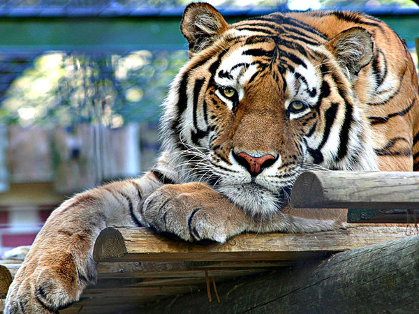 TIGRE