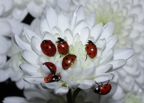 COCCINELLES 2