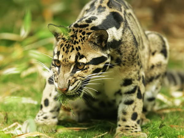 OCELOT