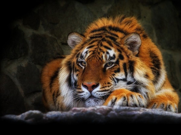 TIGRE