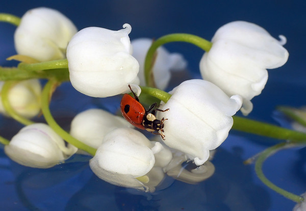 COCCINELLE 2