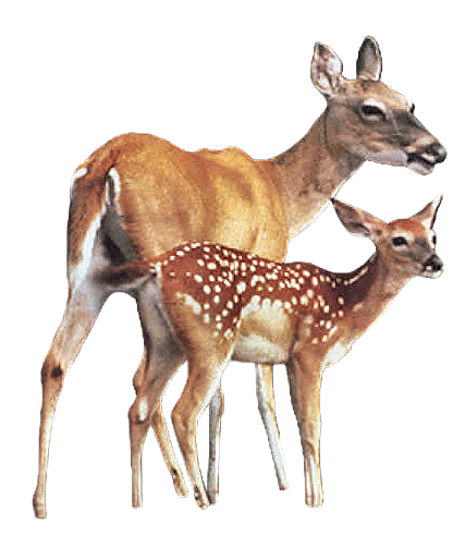 CERFS BICHES FAONS...