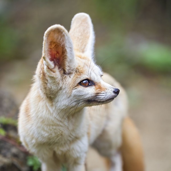 FENNEC