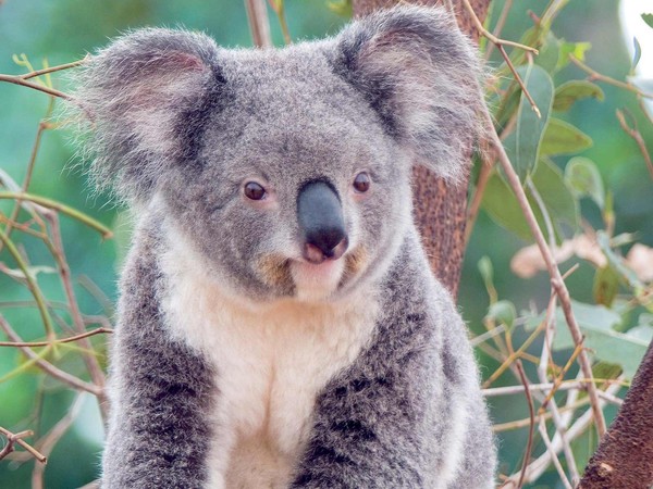 KOALA